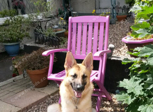 German Sheppard