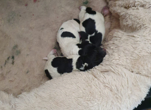 Dog/puppies microchipping