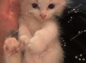 4 Ragdoll kittens - 3 boys and 1 girl