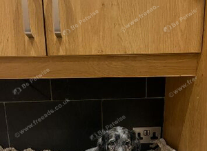 Cocker spaniel puppies