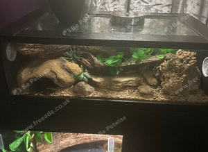 normal baby corn snake and setup
