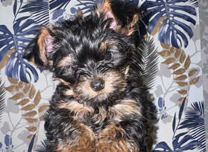 Yorkshire Terrier