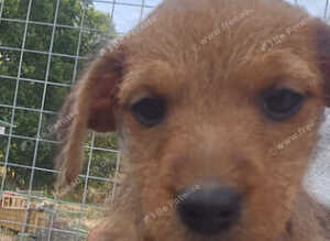 Border terrier X Jack Russell
