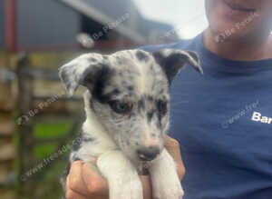 2 Blue Merle Bitch pups