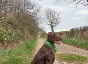 Dobermann stud kc registered.