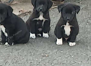 Labrador x collies