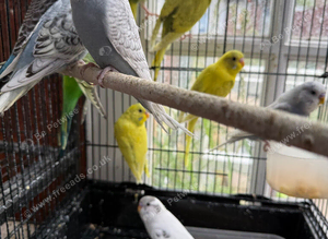 Budgies 3-4 months old.