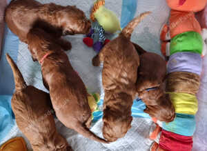 F1 Cockapoo puppies fully DNA tested parents