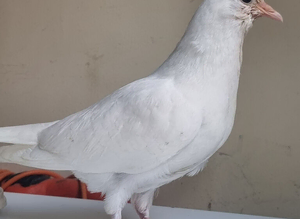 Stunning pure young white pigeon for sale