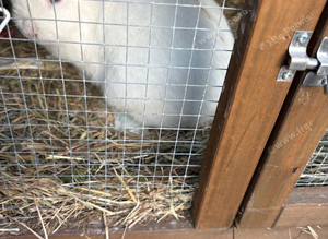 Dwaft rabbit