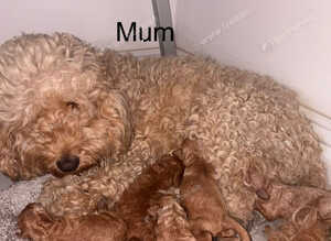Cockapoo puppies