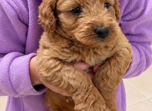 Beautiful cockapoo pups