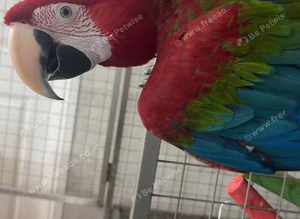 Beautiful 4 year old greenwing macaw looking for a loving home