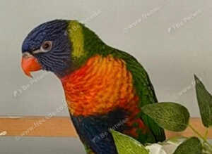 For sale