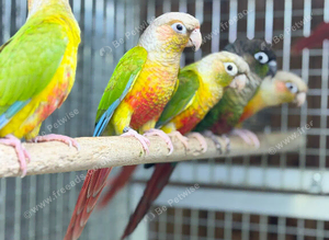 Pineapple conures