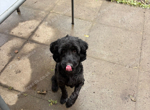 F1 male cockapoo