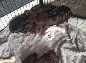 Beautiful cockapoo pups for sale, 3 chocolate 1 tri coloured black phantom