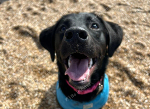 Labernese for rehome