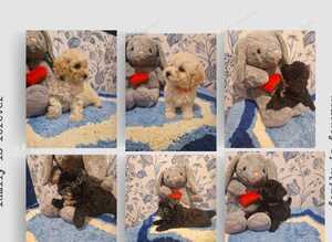 Adorable Poochons