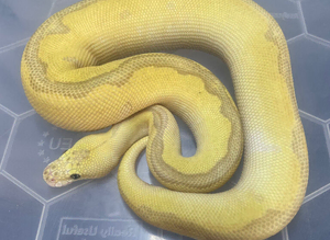 Super pastel poss lesser poss super spotnose batman