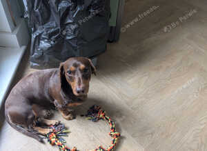 Gorgeous dachshund