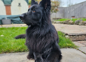 Gorgeos German Shepherd STUD