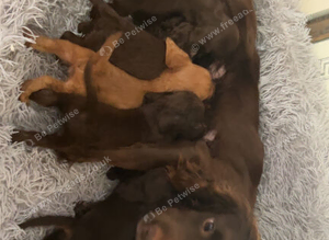 Beautiful cockapoo puppies