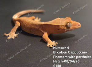 Cappuccino- Juvenile Crested Geckos with full Lineage