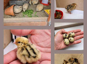 Coturnix Quail Chicks