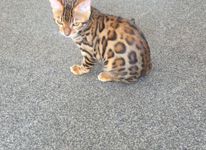 Bengal kitten pure breed