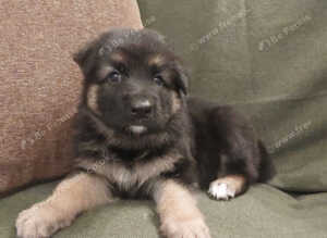 KC Reg, long coated GSD puppies, Leicestershire