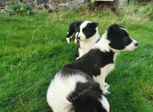 Lovely Border Collie puppies