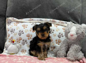 Adorable Yorkshire Terrier puppy 1 boy available.