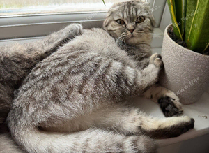 Scottish fold girl