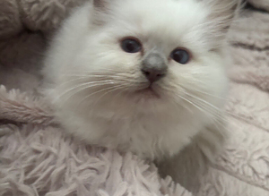 Stunning gccf lilac ragdoll boy big and chunky