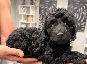 Cockapoo 2 black girls ready to leave 16th September