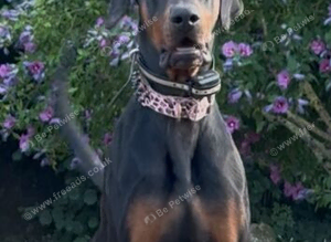 Doberman for stud (proven)