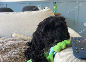 13 week old cockapoo