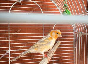 Canaries