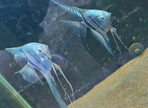 Blue Zebra Veiltail Angels &pound;5 each, 3 for &pound;12