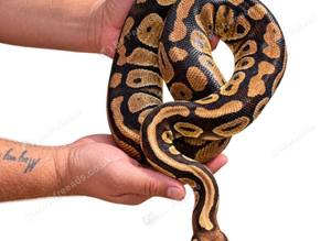 Pastel 100% het lavender albino female Proven breeder ball python