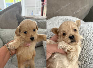 Maltipoo Puppies