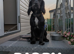 KC registered cocker spaniel stud