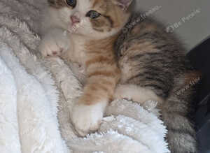 2 unusual british shorthair girls