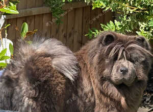 Chow chow