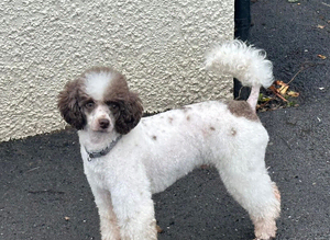 Brown Parti Mini Poodle at stud