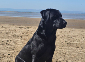 Labrador working gundog for STUD