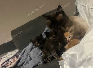 Ragdoll cross fluffy babies