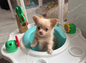 Tiny chihuahua boys