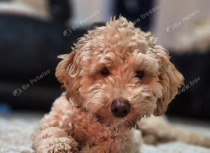 F1b Cavapoo for stud